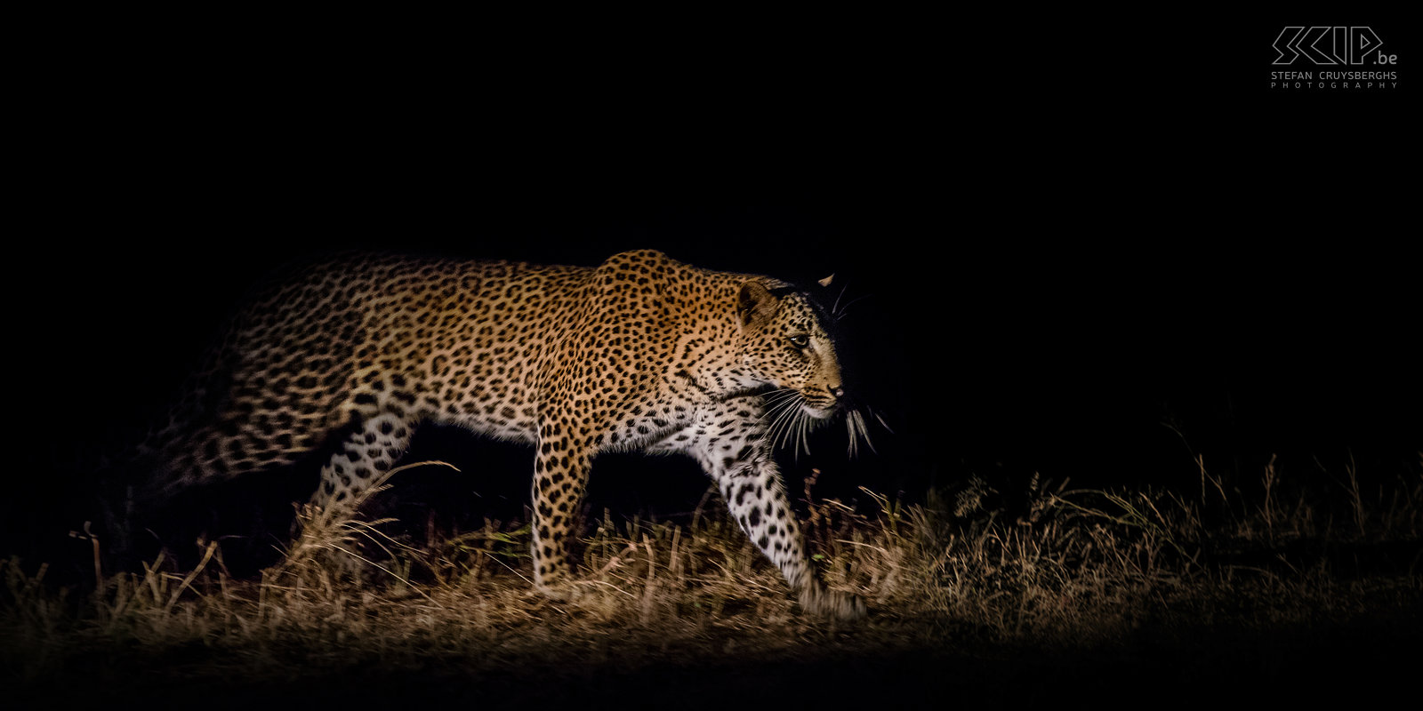 South Luangwa - Leopard hunting at night During a night safari we encountered a leopard which was hunting. We only disturb it shortly so she could continue hunting. Stefan Cruysberghs